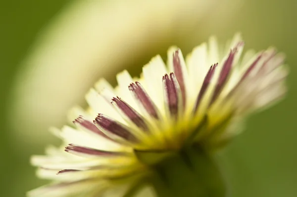 Fleur de pissenlit au printemps et pleine floraison — Photo