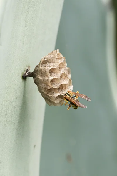 Hvepse bygge sin rede til at avle - Stock-foto