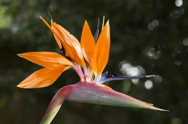 Strelitzia, pássaro do paraíso flor, flor de guindaste . — Fotografia de Stock