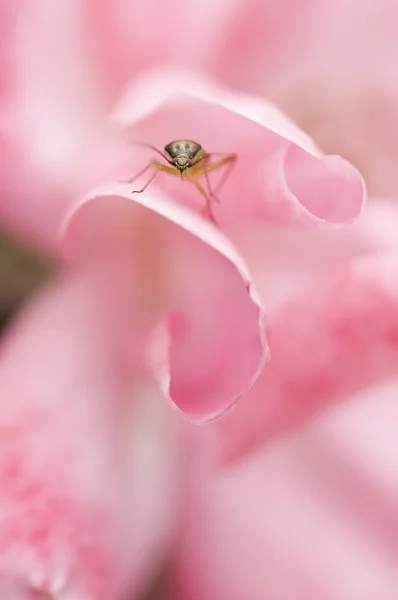 里面一朵粉红色的玫瑰花绿色 coleopteron 昆虫 — 图库照片