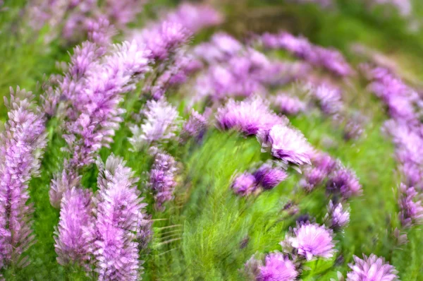 Flor de margarita púrpura y rosa en flor tonta. Estilo impresionista. — Foto de Stock