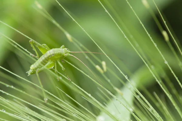 Closeup of grass spikes in Spring with grasshopper — Stock Photo, Image