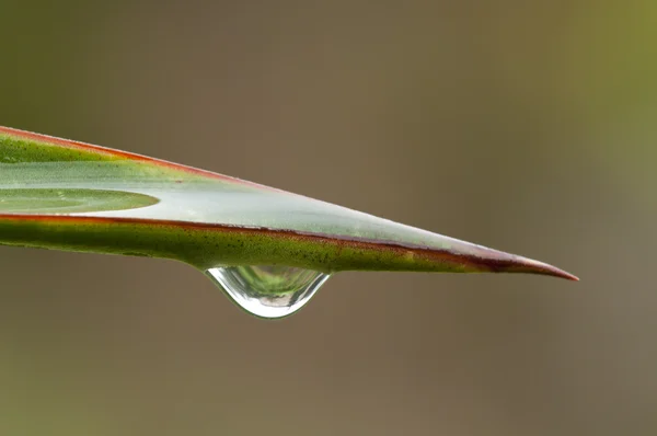Gota de lluvia sobre una hoja de una suculenta hoja espinosa —  Fotos de Stock
