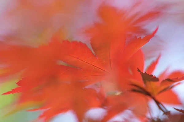 Acer-Ahorn-Baum rote Blätter Nahaufnahme — Stockfoto