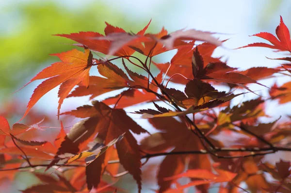 Acer Maple tree red leaves close-up — Stock Photo, Image