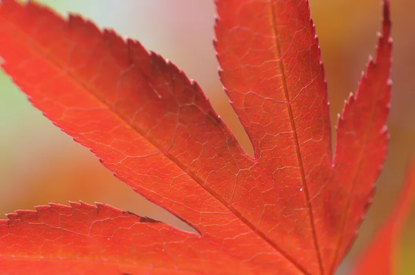 赤エイサー メープル ツリーの葉クローズ アップ — ストック写真