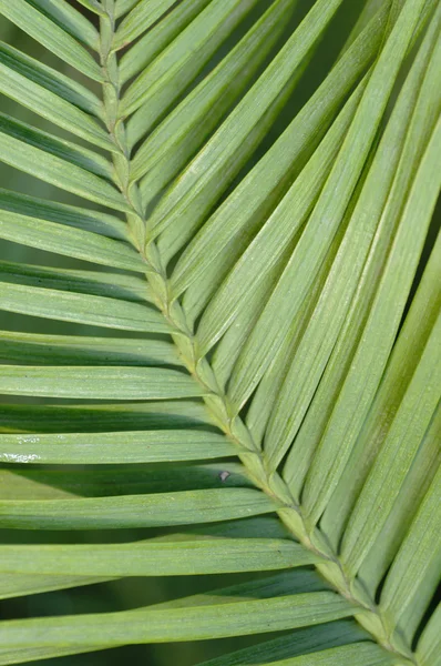 Wollemi pine tree leaf detail, Wollemia nobilis, from Australia — Stock Photo, Image