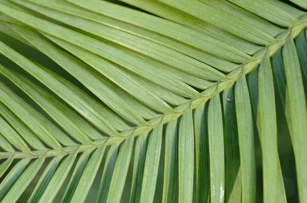 Wollemi pine leaf detail, Wollemia nobilis, from Australia —  Fotos de Stock