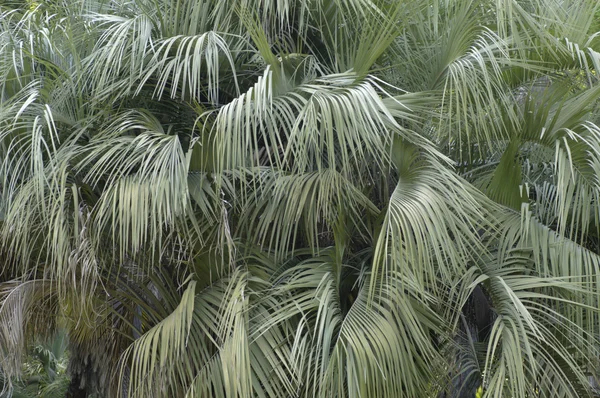 Close-up of a Palm tree group — Stock Photo, Image