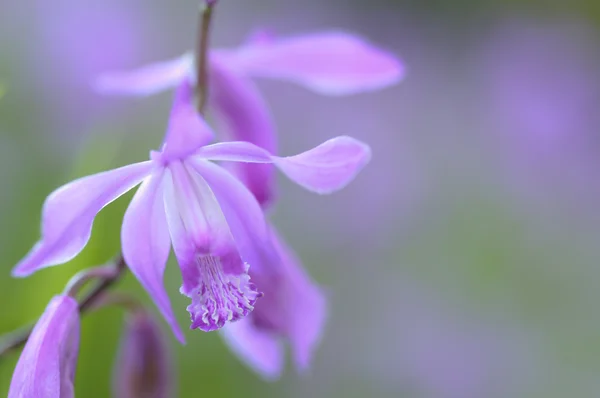 Flor de orquídea chinesa rosa close-up — Fotografia de Stock