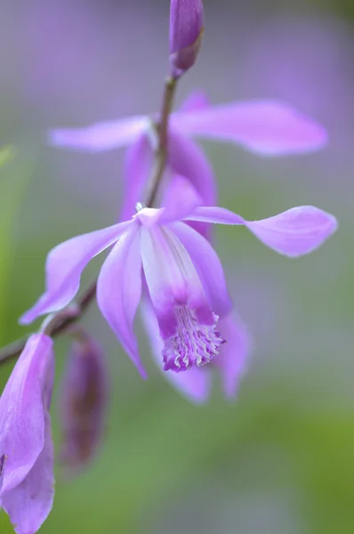 Flor de orquídea chinesa rosa close-up — Fotografia de Stock