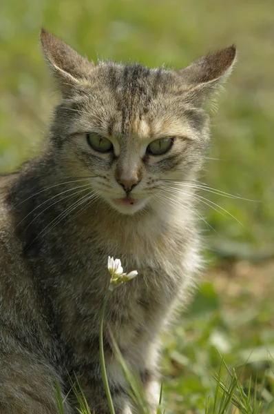 stock image Domestic cat looking at you