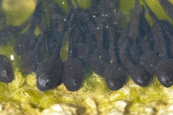 stock image Group of tadpoles of toad, Bufo bufo