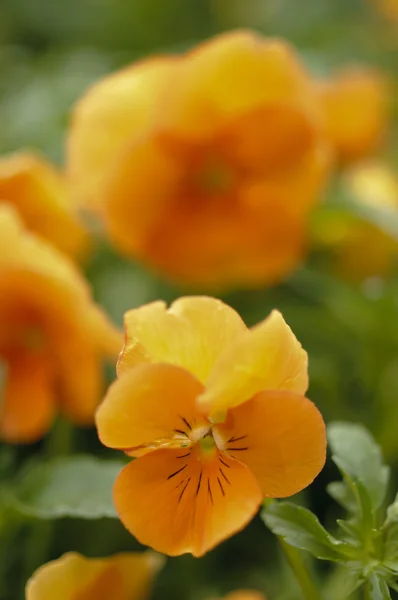 Orangen Stiefmütterchen blühen in voller Blüte — Stockfoto