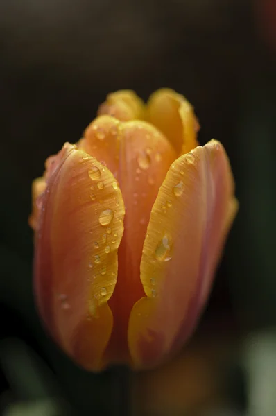 주황색과 노란 튤립 꽃 비가 아래 만개 — 스톡 사진