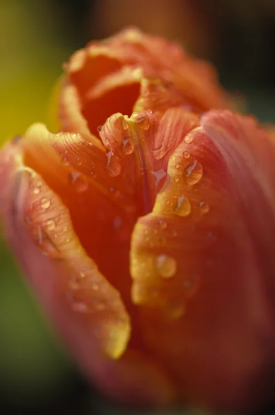 Fiore di tulipano arancione e giallo in piena fioritura sotto la pioggia — Foto Stock