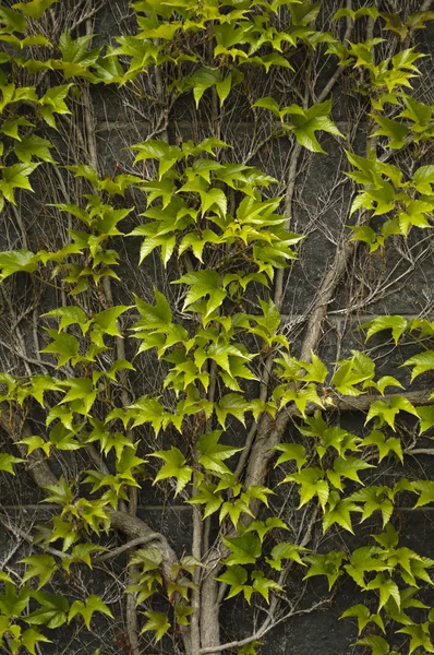 Ornamental vine creeping a wall with spring green leaves — Stock Photo, Image