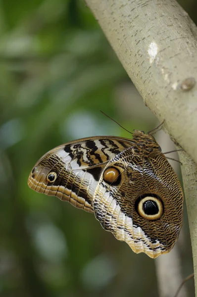 热带蝴蝶栖息在树干上 — 图库照片
