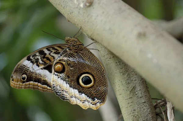 Bir ağaç gövdesinde bulunan tropik kelebek — Stok fotoğraf