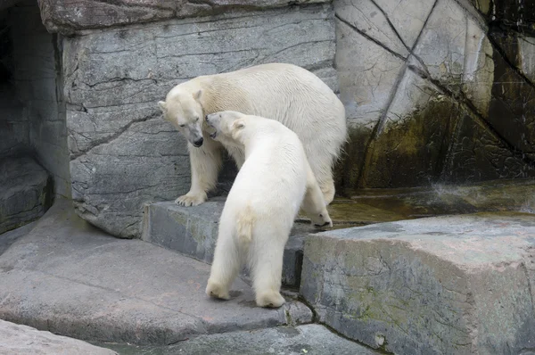 Polar bears on fighting and defending behaviours — Stock Photo, Image
