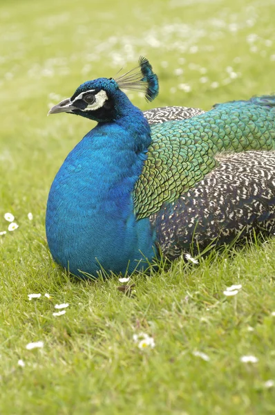 Indian Peacock, Pavo cristatus, um criador residente no sul da Ásia — Fotografia de Stock