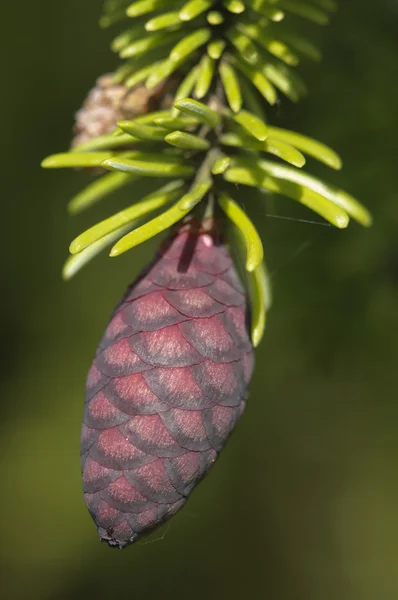 Cone de pinheiro vermelho de uma árvore conífera — Fotografia de Stock