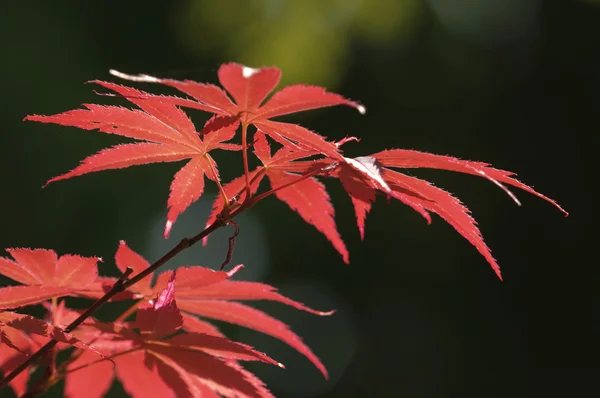Röda blad av prydnadsväxter lönn, acer, under solen — Stockfoto