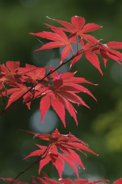 Folhas vermelhas de árvore de bordo ornamental, Acer, sob o sol — Fotografia de Stock