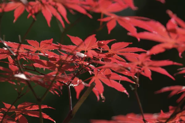 Röda blad av prydnadsväxter lönn, acer, under solen — Stockfoto