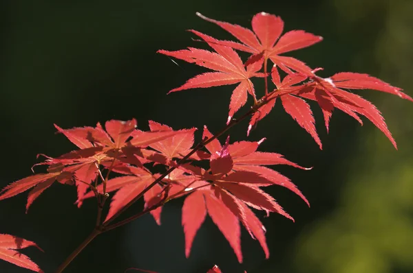 Foglie rosse di acero ornamentale, Acer, sotto il sole — Foto Stock