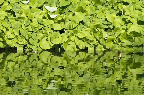 Los reflejos de la planta grande foliar sobre la superficie del agua del estanque —  Fotos de Stock