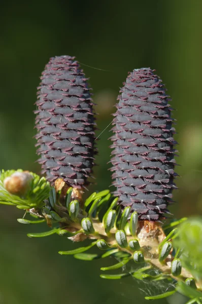 Red Pine cone of a coniferous tree — Stock Photo, Image