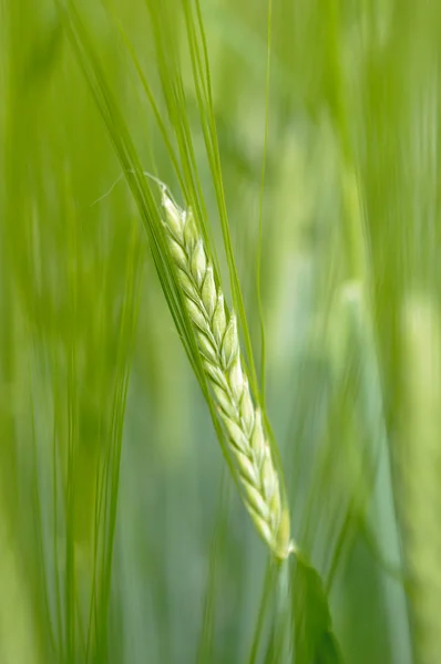 Växter av korn för produktion av öl — Stockfoto
