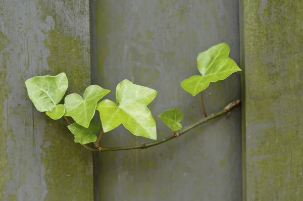 Κισσός φυτό αυξάνεται από έναν ξύλινο φράκτη — Φωτογραφία Αρχείου