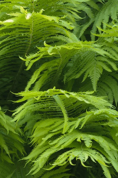 绿色的树叶的阴影蕨类植物的组 — 图库照片