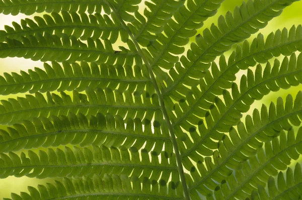 Grupo de folhas verdes de samambaia sob o sol — Fotografia de Stock