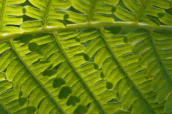 Grupo de folhas verdes de samambaia sob o sol — Fotografia de Stock