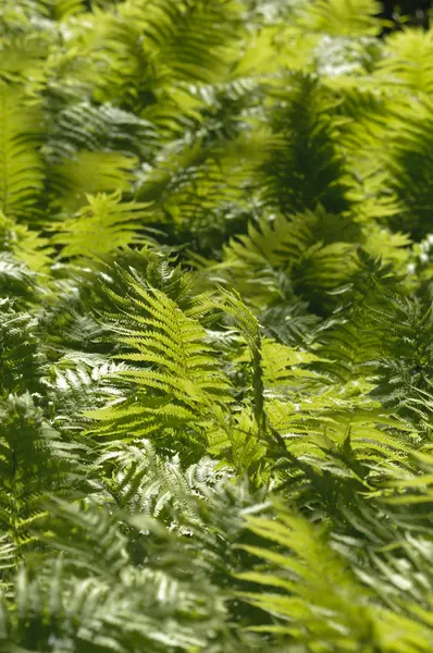 Groupe de feuilles vertes de fougère sous le soleil — Photo