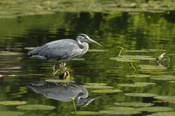 stock image Gray heron hunting for fishes on a pond