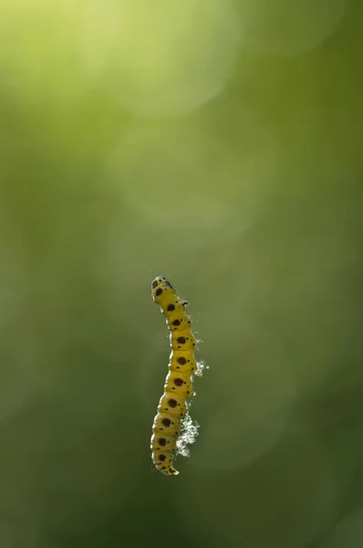 Caterpillar hängande från dess Silkestråd — Stockfoto