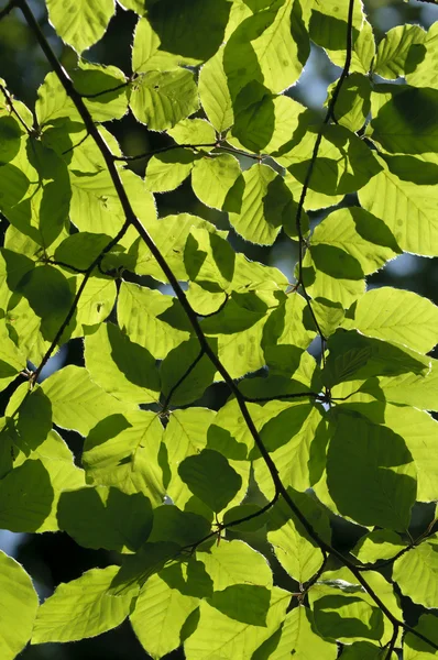 Strom listy podsvícený slunce v létě — Stock fotografie