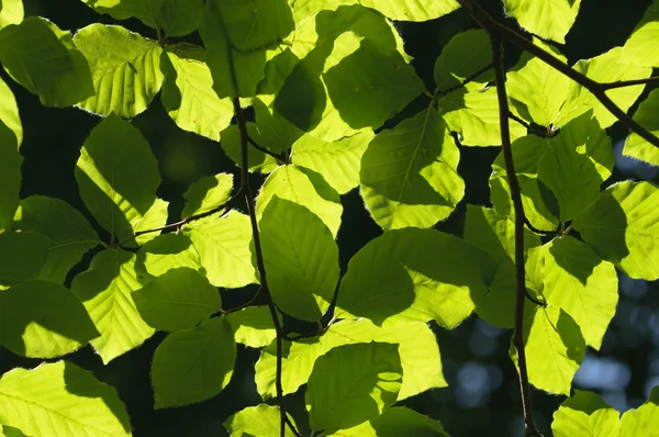 Drzewo liście podświetlany przez słońce w lecie — Zdjęcie stockowe