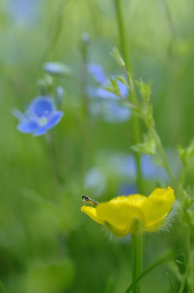 Желтый цветок с насекомыми и голубыми цветами в зеленой траве — стоковое фото