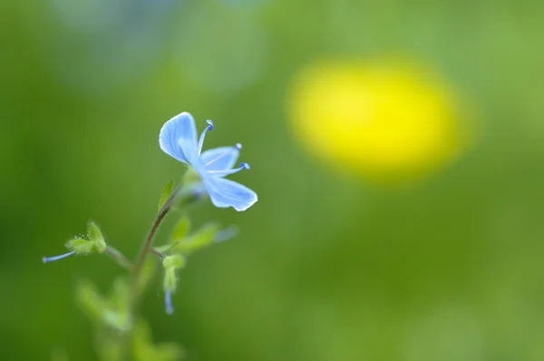 Синий цветок Вероники в зеленой траве и желтый цветок — стоковое фото