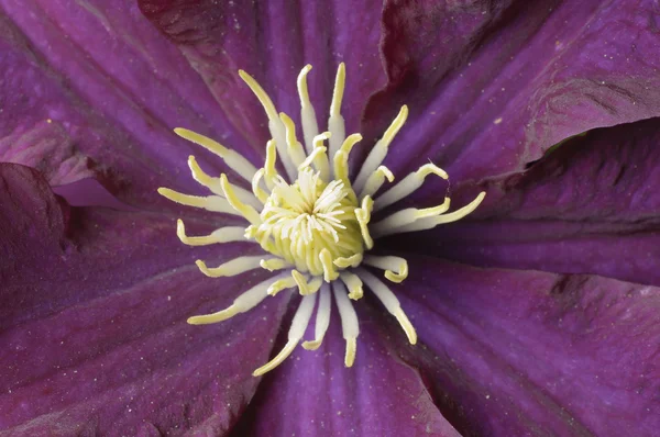 Clematis květina — Stock fotografie