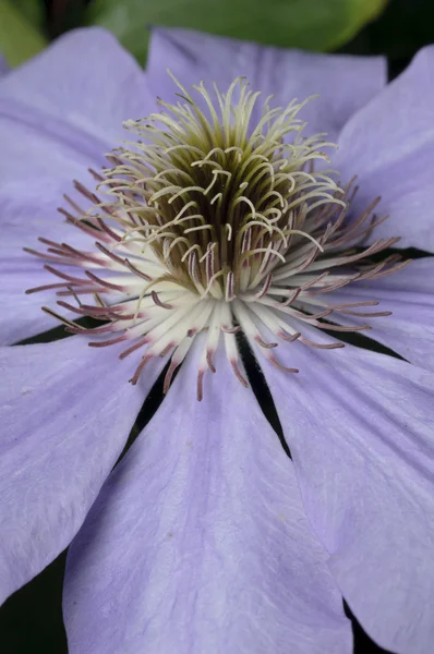 Clematis kwiat — Zdjęcie stockowe