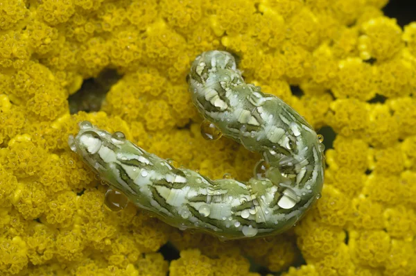 Green caterpillar — Stock Photo, Image