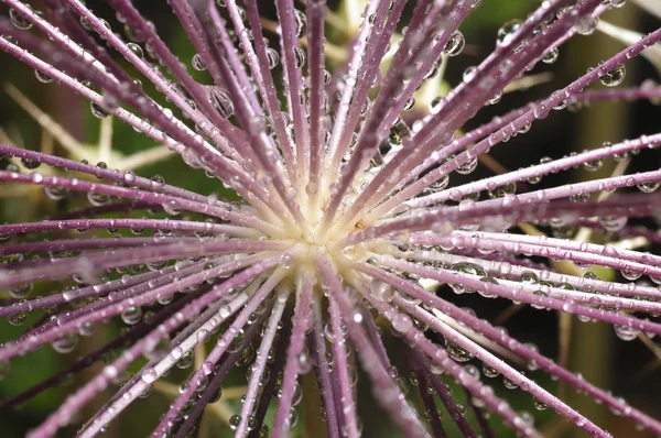 Падіння дощу на квіткових тичинках — стокове фото