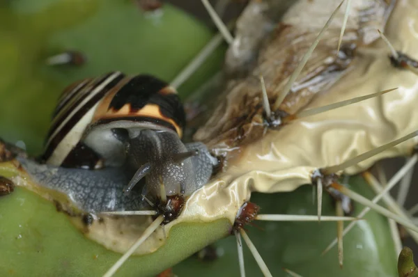 줄무늬 땅 달팽이 즙이 많은 식물을 먹는 — 스톡 사진