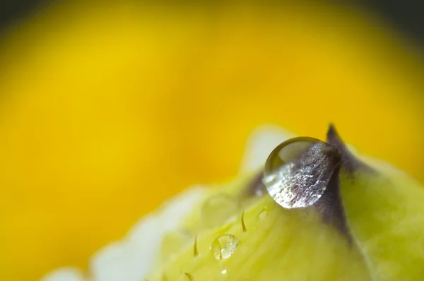 Kropla deszczu na pączek kwiatu — Zdjęcie stockowe